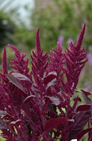 AMARANTHUS CRUENTUS VELVET NR.50 SEMI